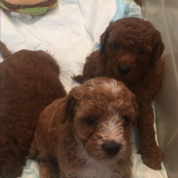 Meet your Posher, Terry - Picture 11 of 16